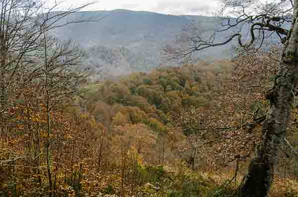Reyno de Navarra - selva de Irati 02.jpg